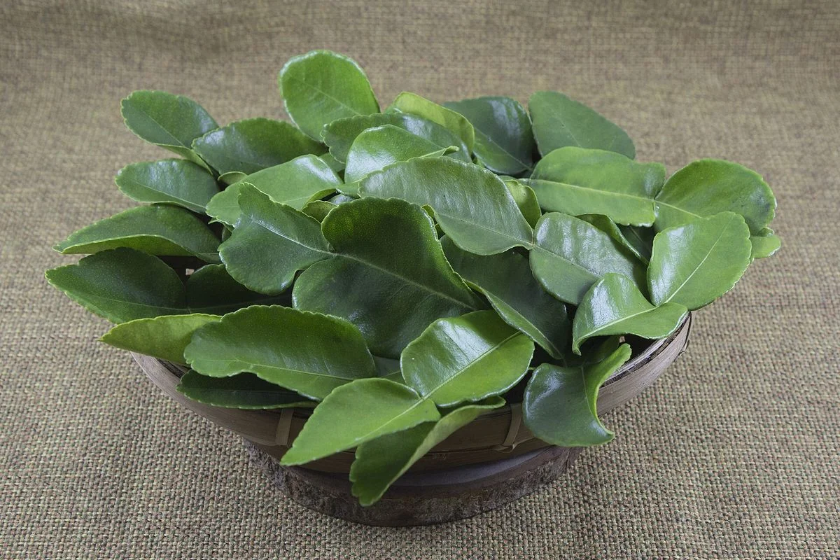 A bowl of kaffir lime leaves